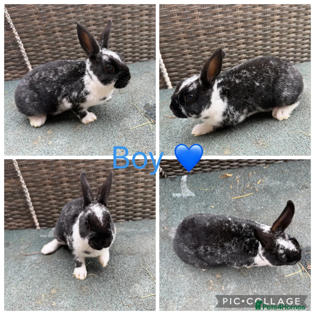 Rex rabbits for sale: 2 Stunning brother Mini Rex’s  - Advert 2