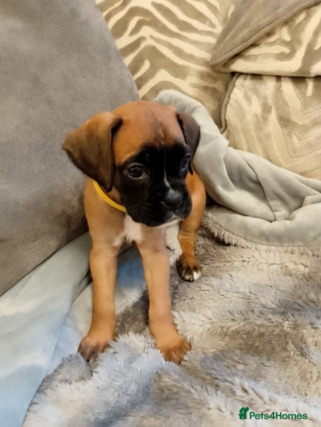 Boxer dogs for sale: Boxer Puppies  - Advert 28