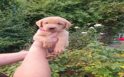 Labrador Retriever dogs for sale: Health Tested Fox Red Puppies for Sale - Image 24