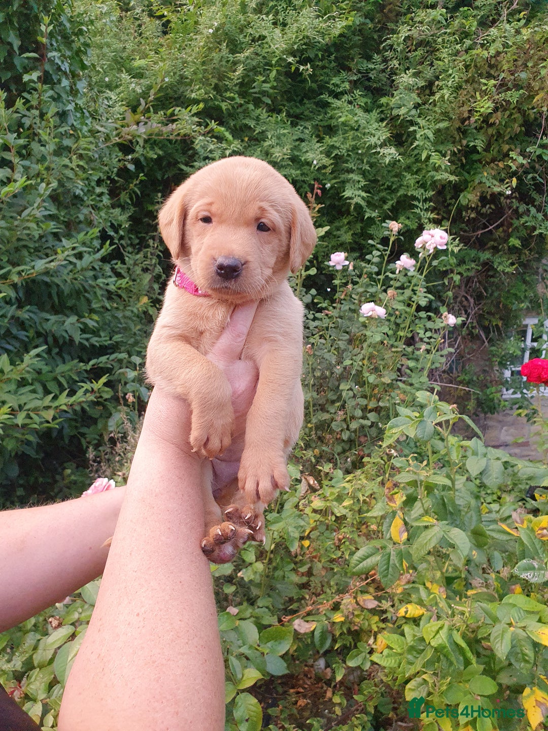 Labrador Retriever dogs for sale: Health Tested Fox Red Puppies for Sale - Image 24