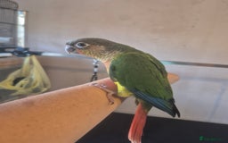 Conures birds for sale: Handreared  - Image 13
