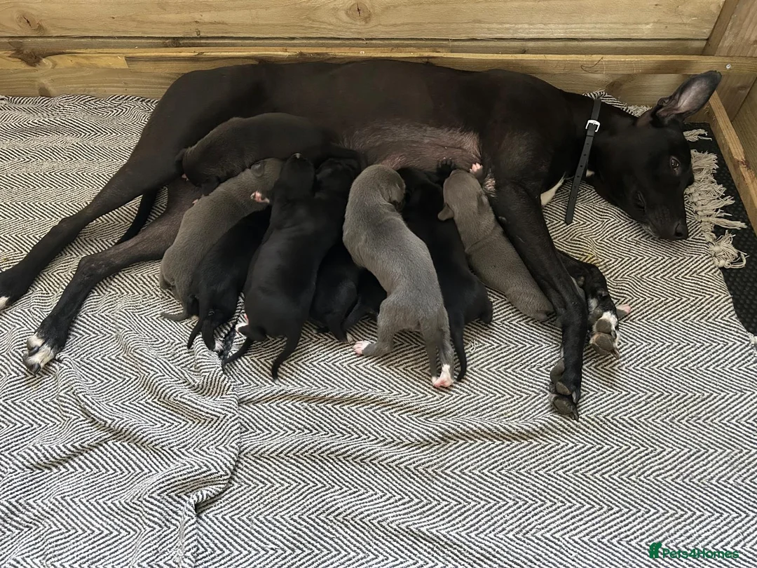 Lurcher dogs for sale: GREYHOUND X LURCHER PUPS - Advert 2