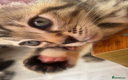 Mixed Breed cats for sale: Bengal cross kittens. 4 left!!! - Image 17