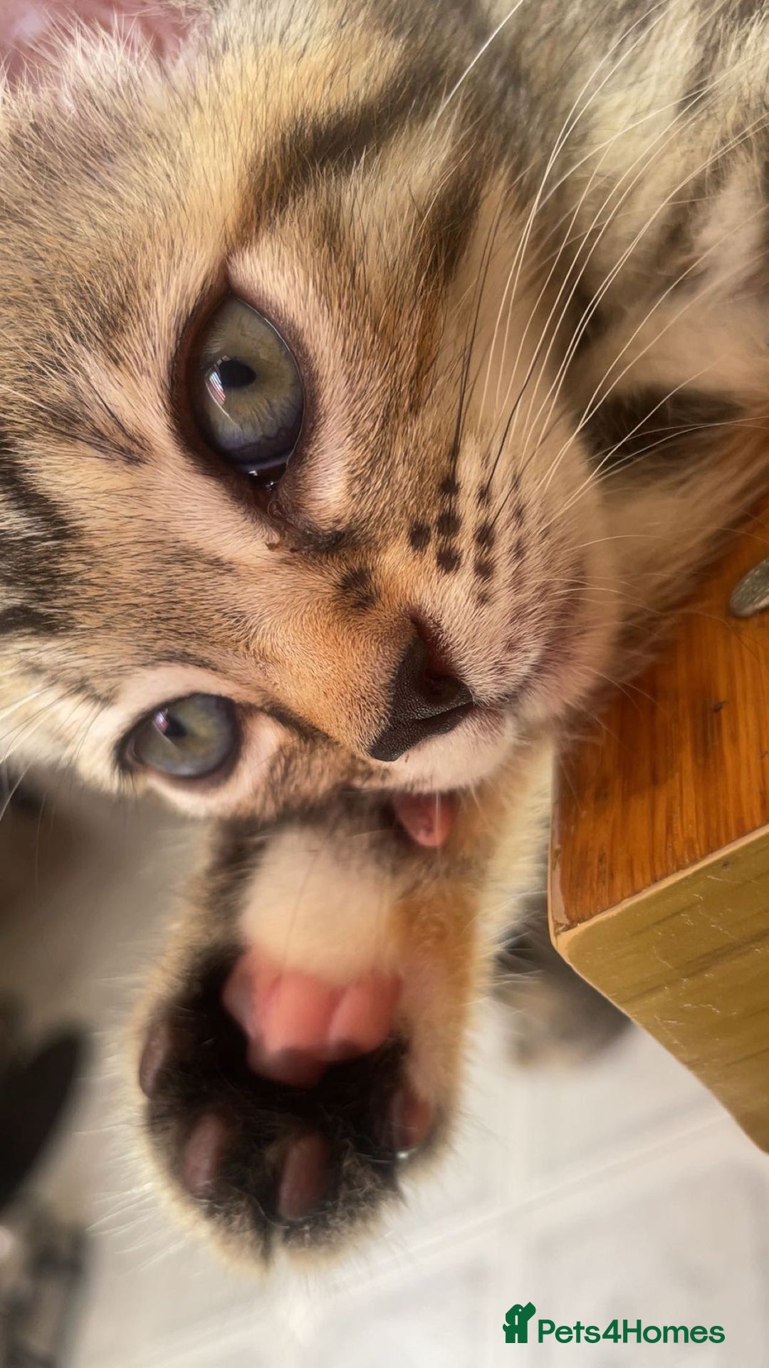 Mixed Breed cats for sale: Bengal cross kittens. 4 left!!! - Image 17