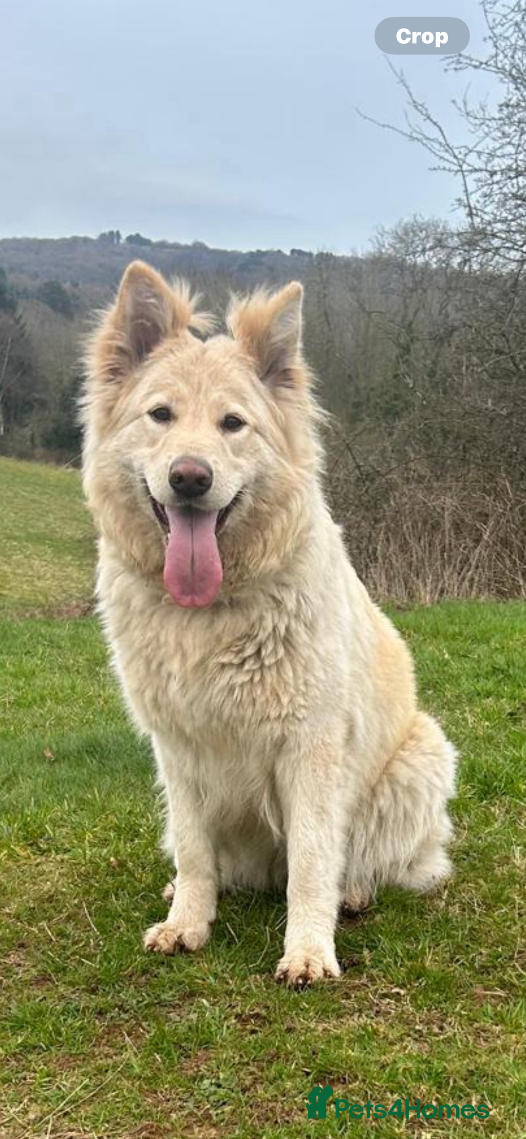 German Shepherd dogs for sale: Long haired German shepherd puppies  - Advert 1