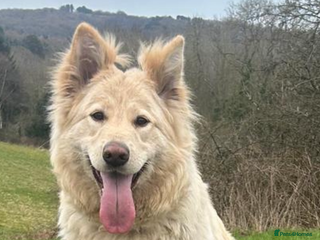German Shepherd dogs Long haired German shepherd puppies - Advert 9
