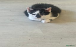 Domestic Shorthair cats for sale: Gorgeous traditional Black and white kittens  - Image 29