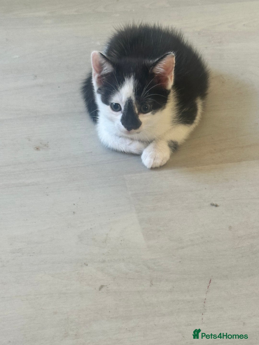 Domestic Shorthair cats for sale: Gorgeous traditional Black and white kittens  - Image 29