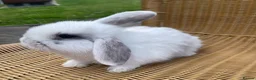 Mini Lop rabbits for sale: Gorgeous baby mini lops  - Advert 15