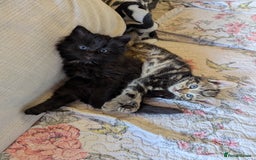 Bombay cats for sale: Different prices Bombay X long hair  - Image 21