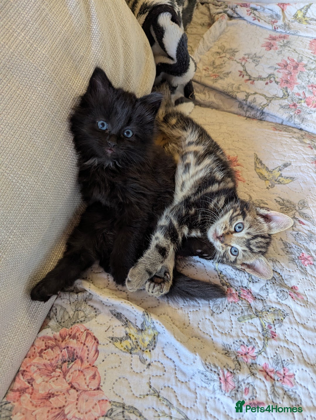 Bombay cats for sale: Different prices Bombay X long hair  - Image 21