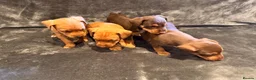 Parson Russell dogs for sale: PARSONS  RUSSELL TERRIER  PUPPIES FOR SALE - Advert 3