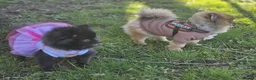 Pomeranian dogs for sale: Xx **   **  pomeranian puppy  in Doncaster - Advert 16