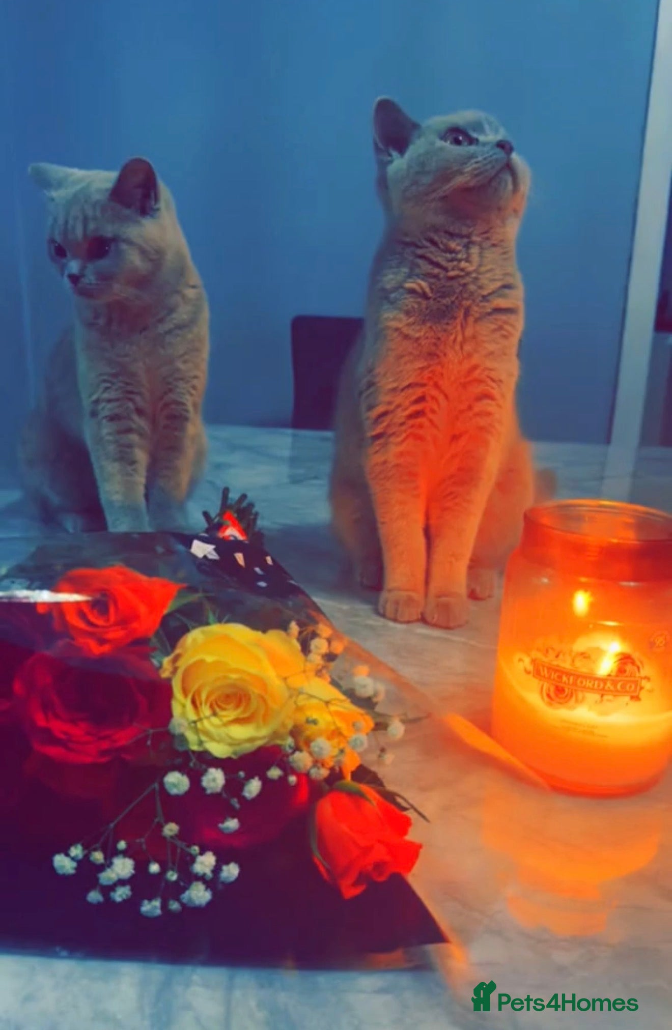 British Shorthair cats Rare black golden shaded  - Advert 2