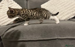 Mixed Breed cats for sale: 4 gorgeous kittens ready for amazing homes  - Advert 19