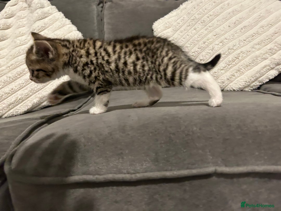 Mixed Breed cats for sale: 4 gorgeous kittens ready for amazing homes  - Advert 19