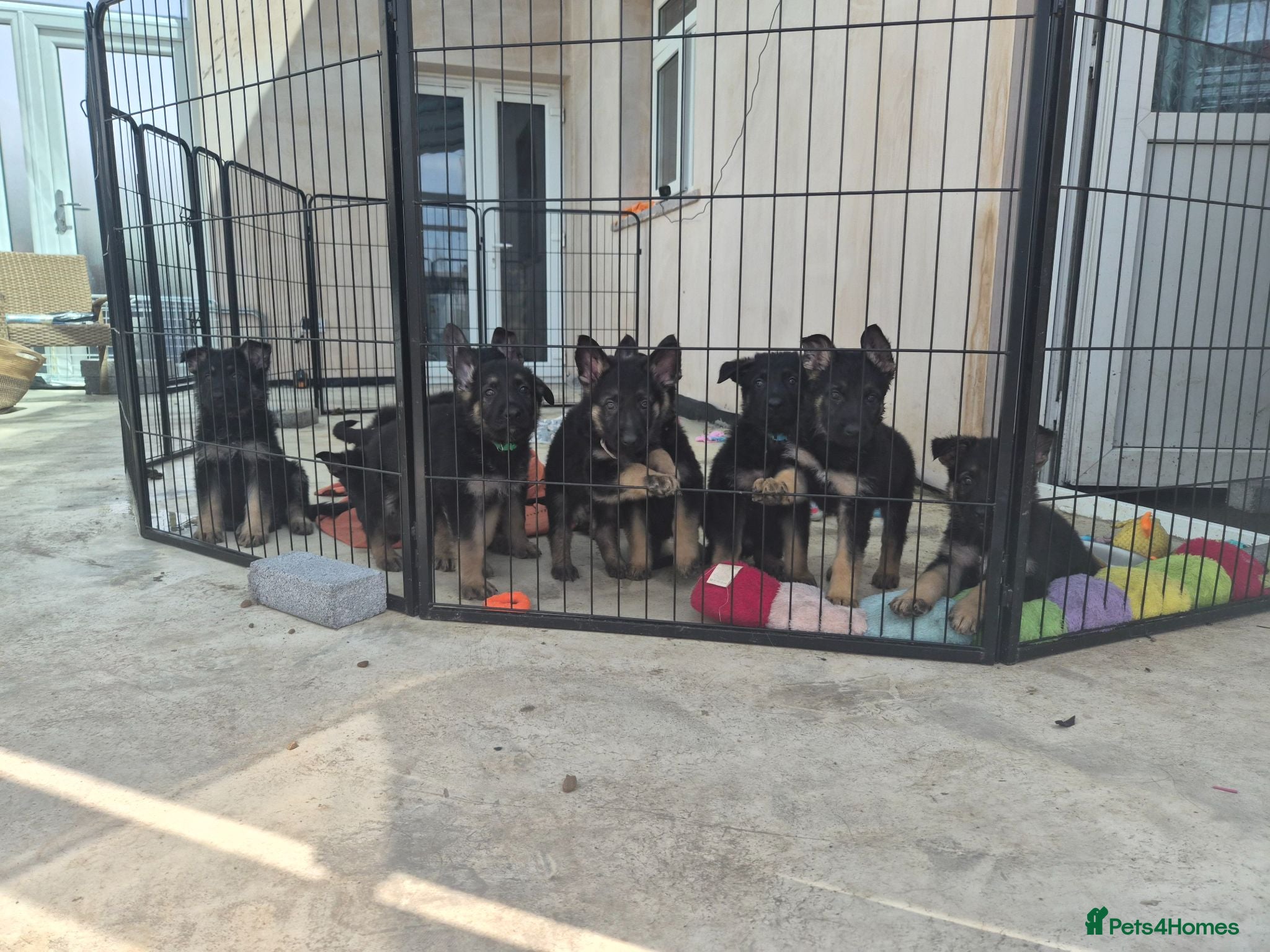 German Shepherd dogs German Shepherd Puppies Home Bred - Advert 12