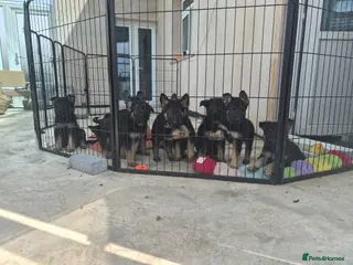 German Shepherd dogs German Shepherd Puppies Home Bred - Advert 12