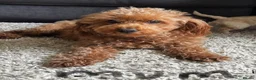 Cockapoo dogs for sale: 4 cockapoos for sale - Advert 3