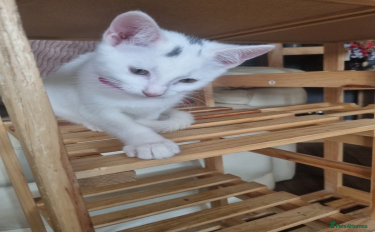 Turkish Angora cats - Advert 2