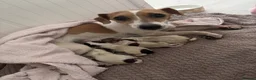 Jack Russell dogs for sale: Beautiful Jack Russell Puppies for Sale 🐶 - Advert 14