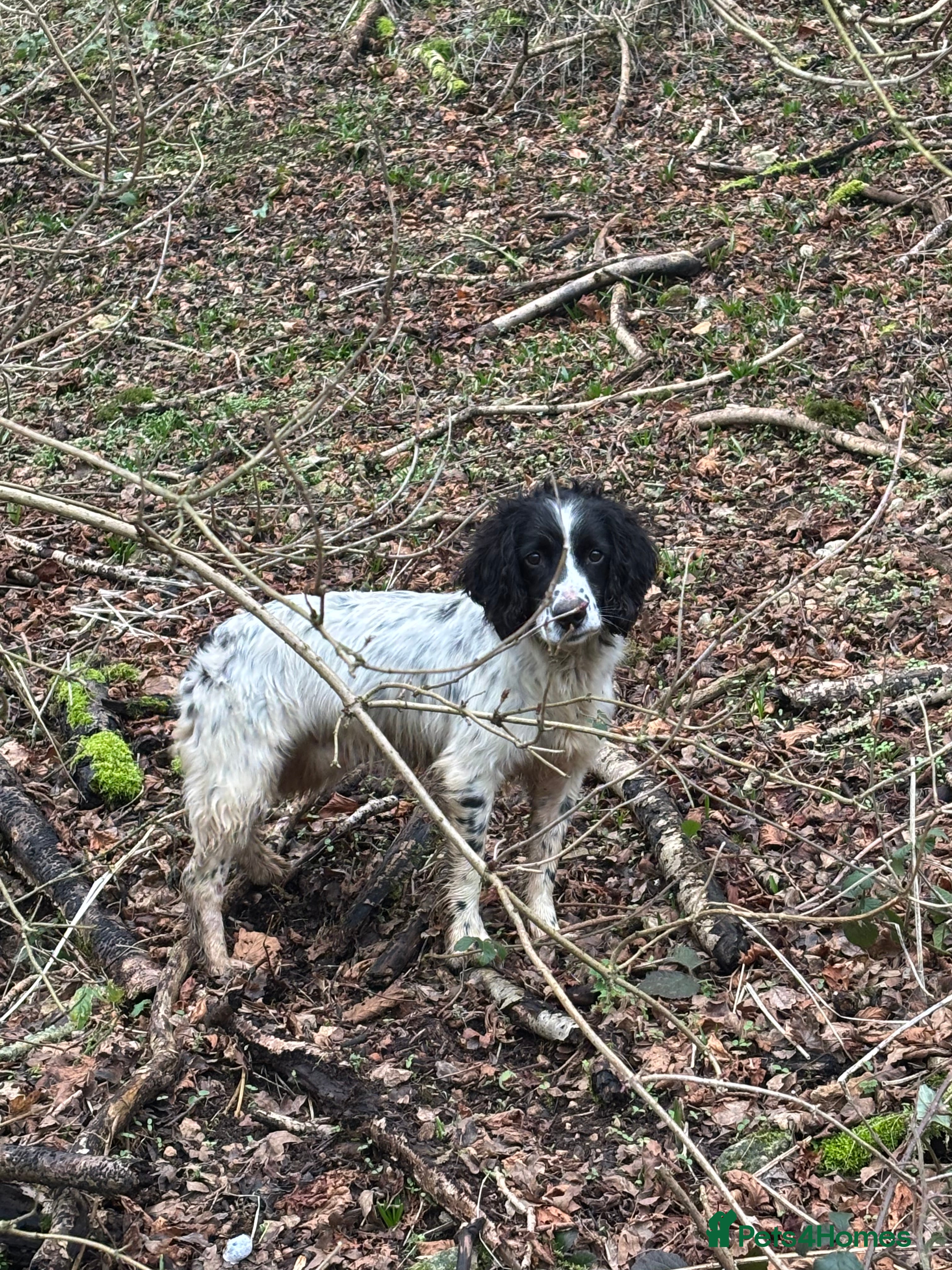 English Springer Spaniel dogs 6 Year Old Working Springer Spaniel - Advert 1