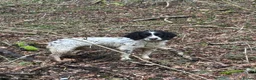 English Springer Spaniel dogs for sale: 6 Year Old Working Springer Spaniel - Advert 2
