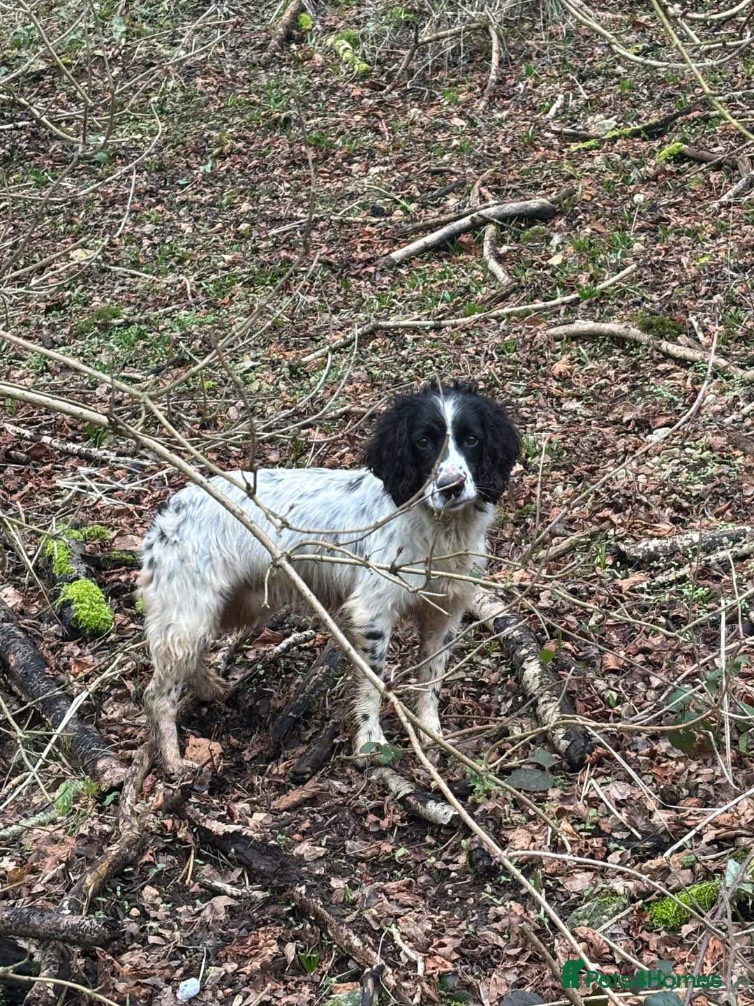 English Springer Spaniel dogs for sale: 6 Year Old Working Springer Spaniel - Advert 2