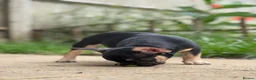 French Bulldog dogs for sale: REDUCED PRICE FOR WEEKEND KC REG FRENCH BULLDOG - Advert 11