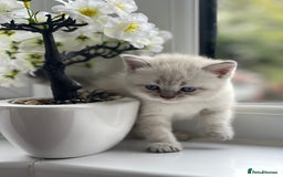 British Shorthair cats for sale: British Shorthair colour point kittens white  - Image 4