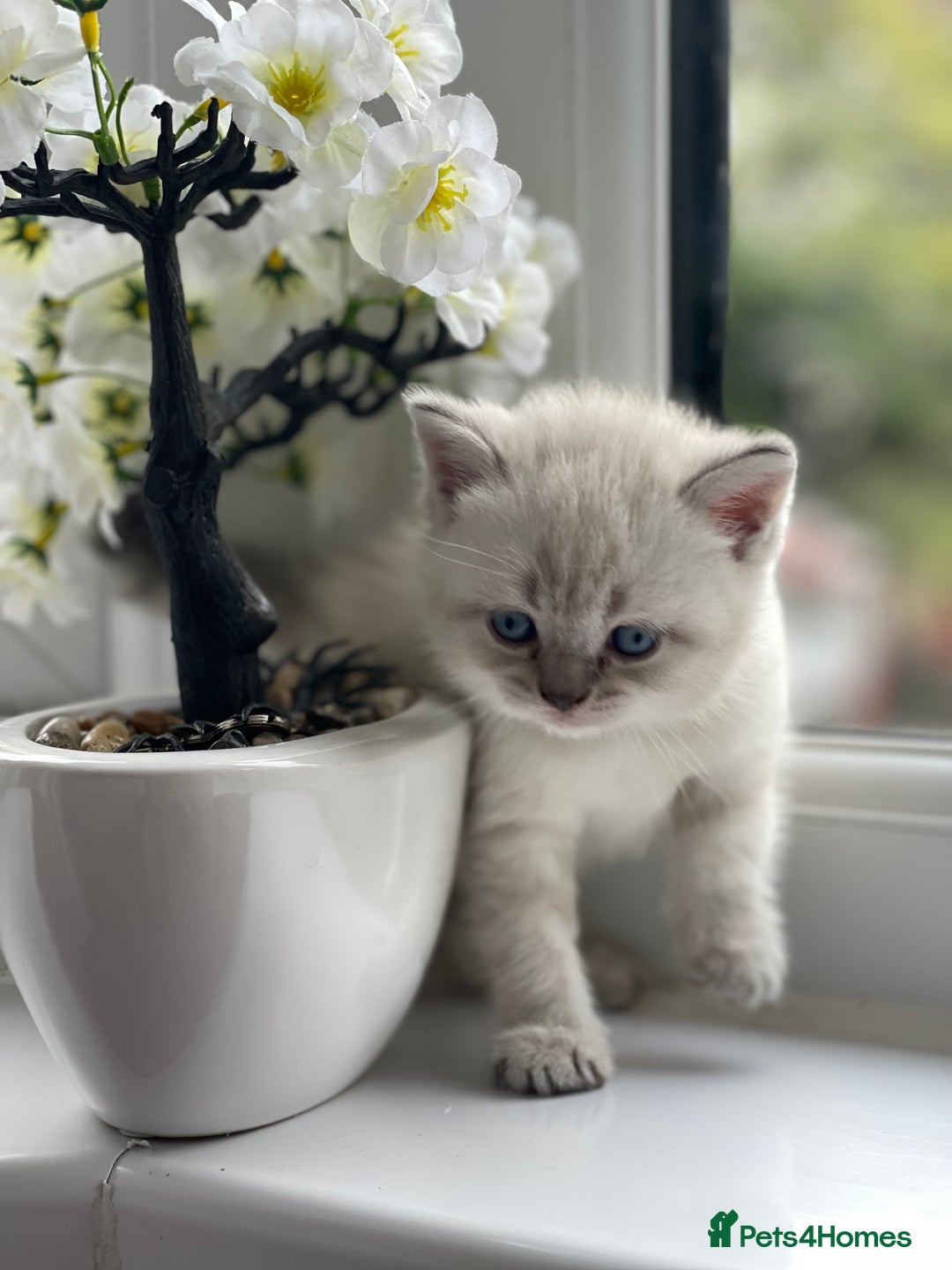 British Shorthair cats for sale: British Shorthair colour point kittens white  - Image 4