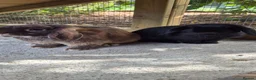 Mini Lop rabbits for sale: READY NOW - Gorgeous Mini Lop Bucks in Ashford - Advert 10