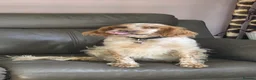 English Setter dogs for adoption: Sky   - Advert 9