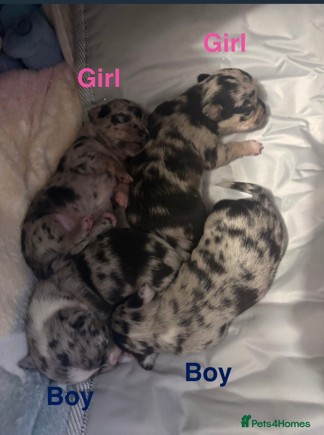 Chihuahua dogs for sale: Beautiful Merle Chihuahua Puppies 🐶  - Advert 16