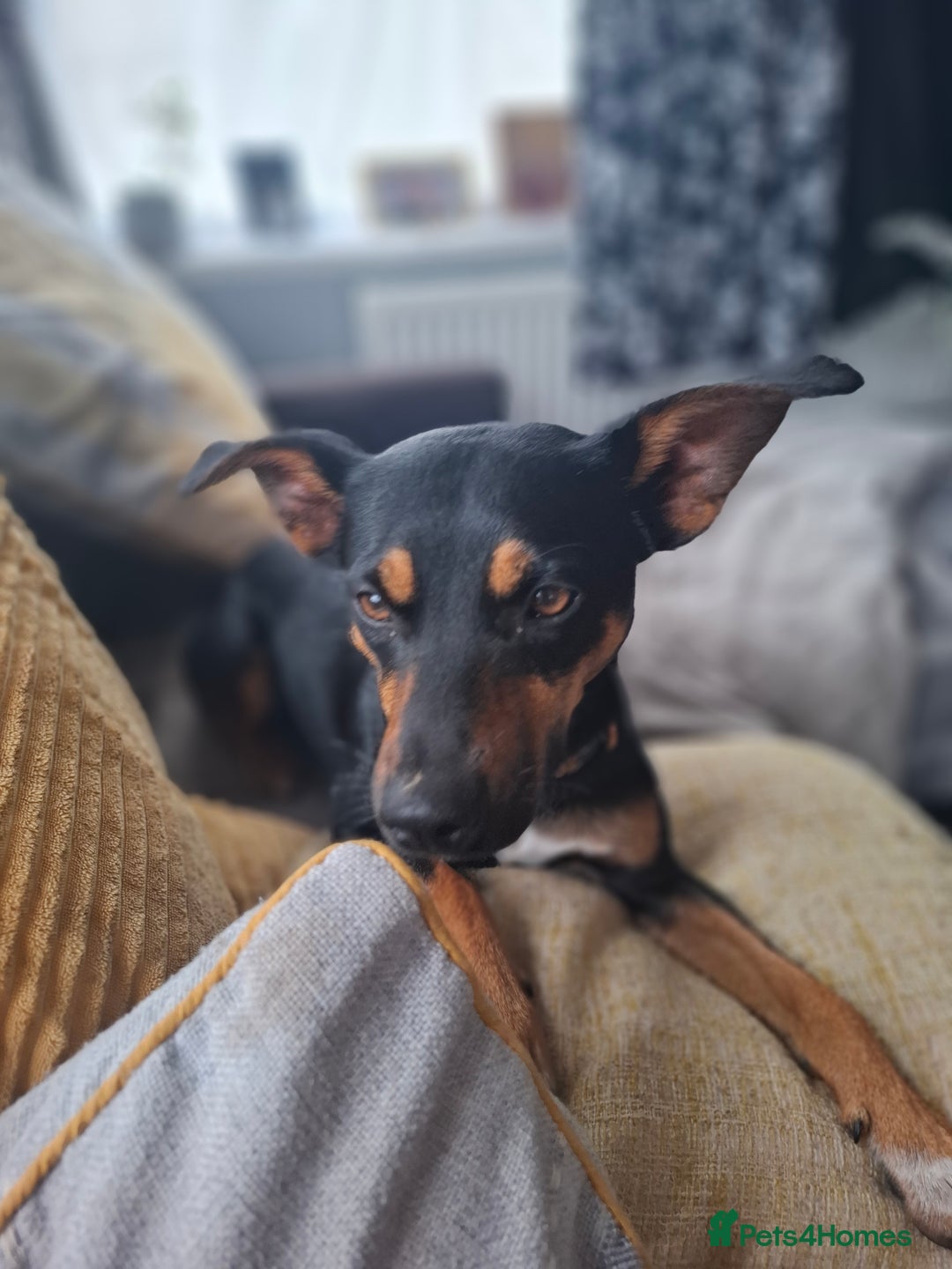 Jack Russell dogs for sale: Paddy - Image 1