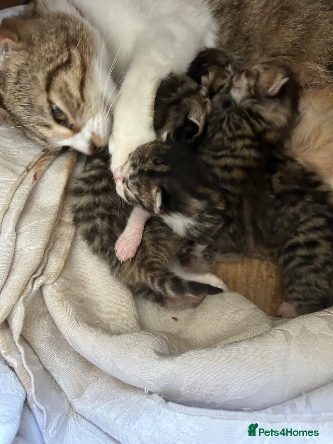Mixed Breed cats for sale: Stunning kittens  in Lancing - Advert 4