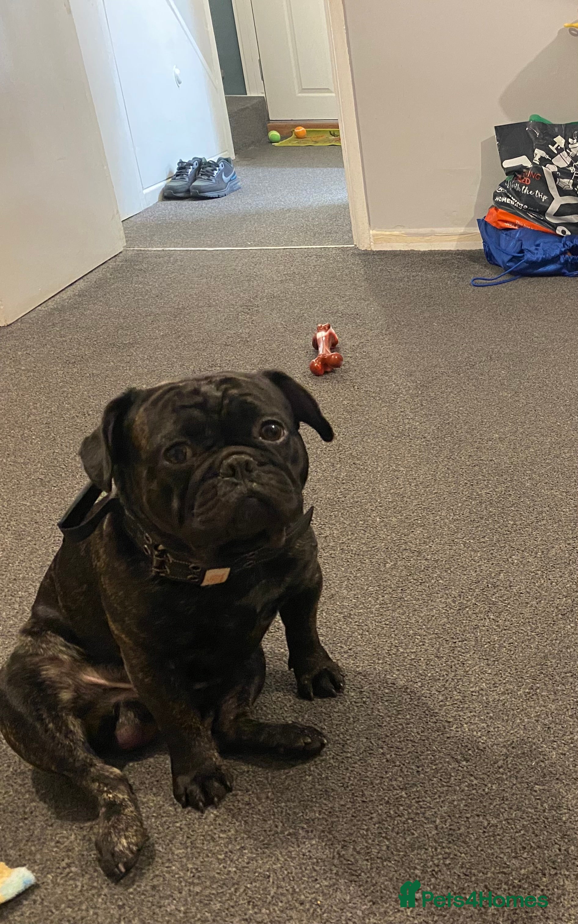 Frug dogs Reggie  - Advert 10