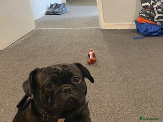 Frug dogs Reggie - Advert 2