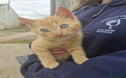British Shorthair cats for sale: Kittens looking for their forever home  - Image 3
