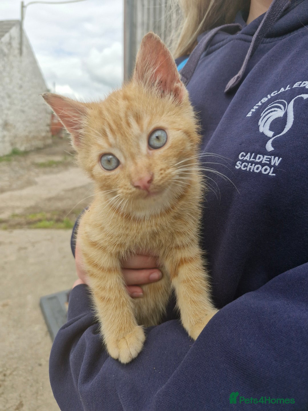 British Shorthair cats for sale: Kittens looking for their forever home  - Image 3