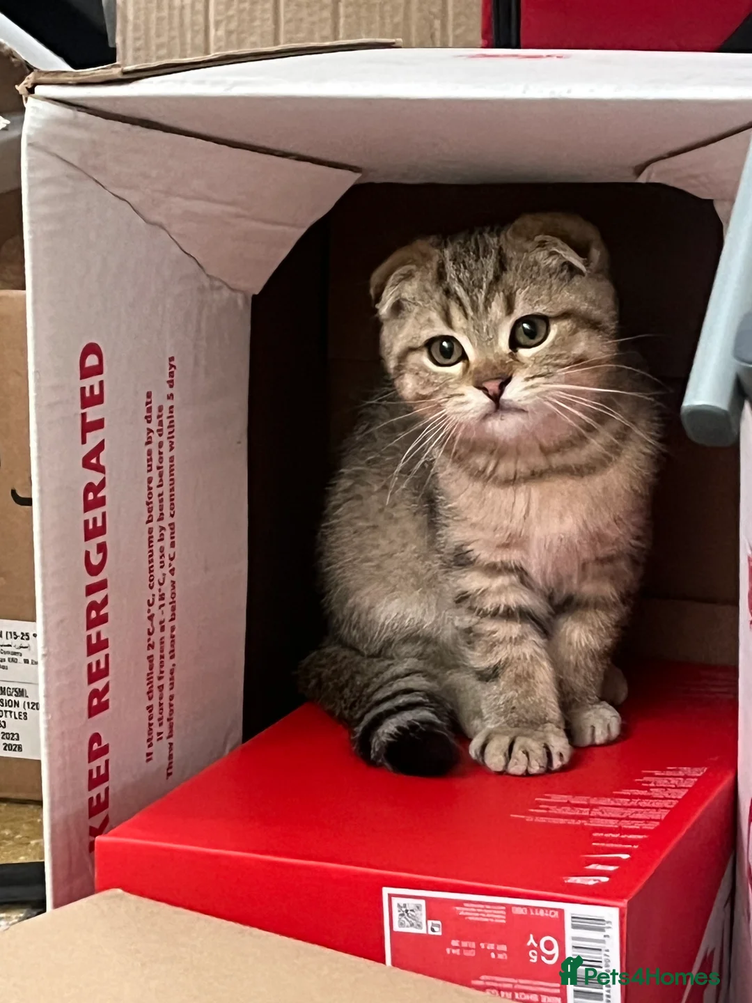 Scottish Fold cats for sale: Scottish fold - Advert 2