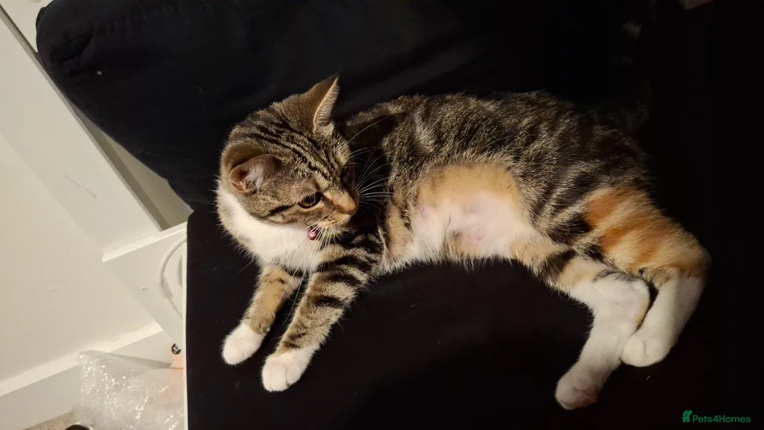 Maine Coon cats for sale: Beautiful Maine Coon cross kittens ❤️ in Shrewsbury - Advert 6