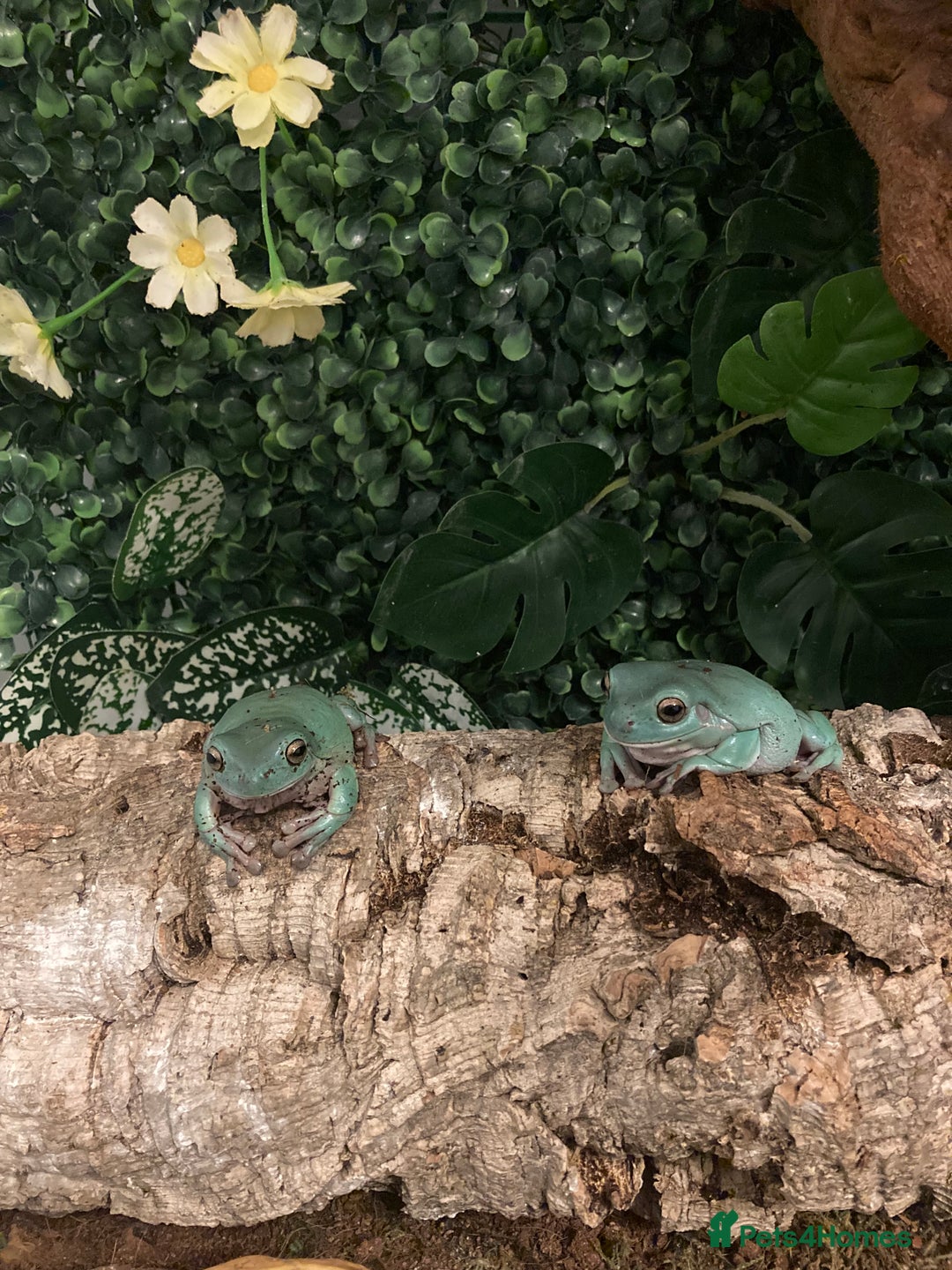 Frog reptiles for sale: Whites tree froglets  - Advert 2