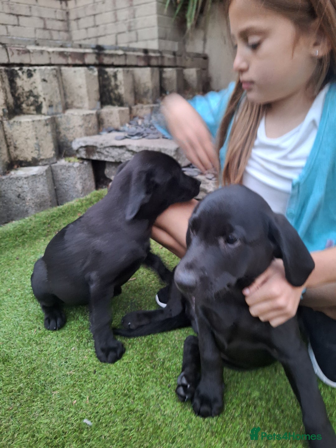 Labrador Retriever dogs for sale: ONLY 2 LEFT. Beautiful Healthy Labrador Puppies - Image 7