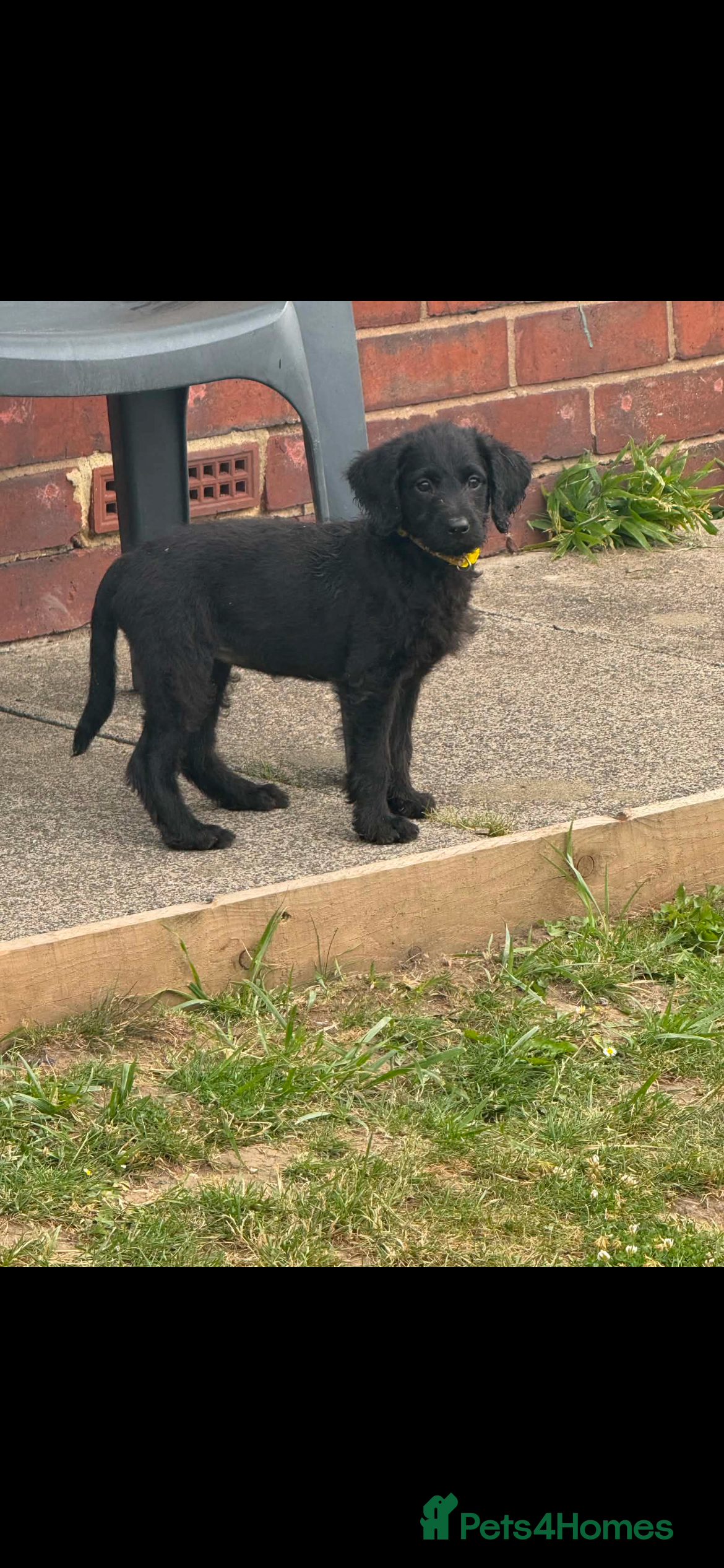 Labradoodle dogs READY TO LEAVE NOW F1 labradoodle - Advert 2