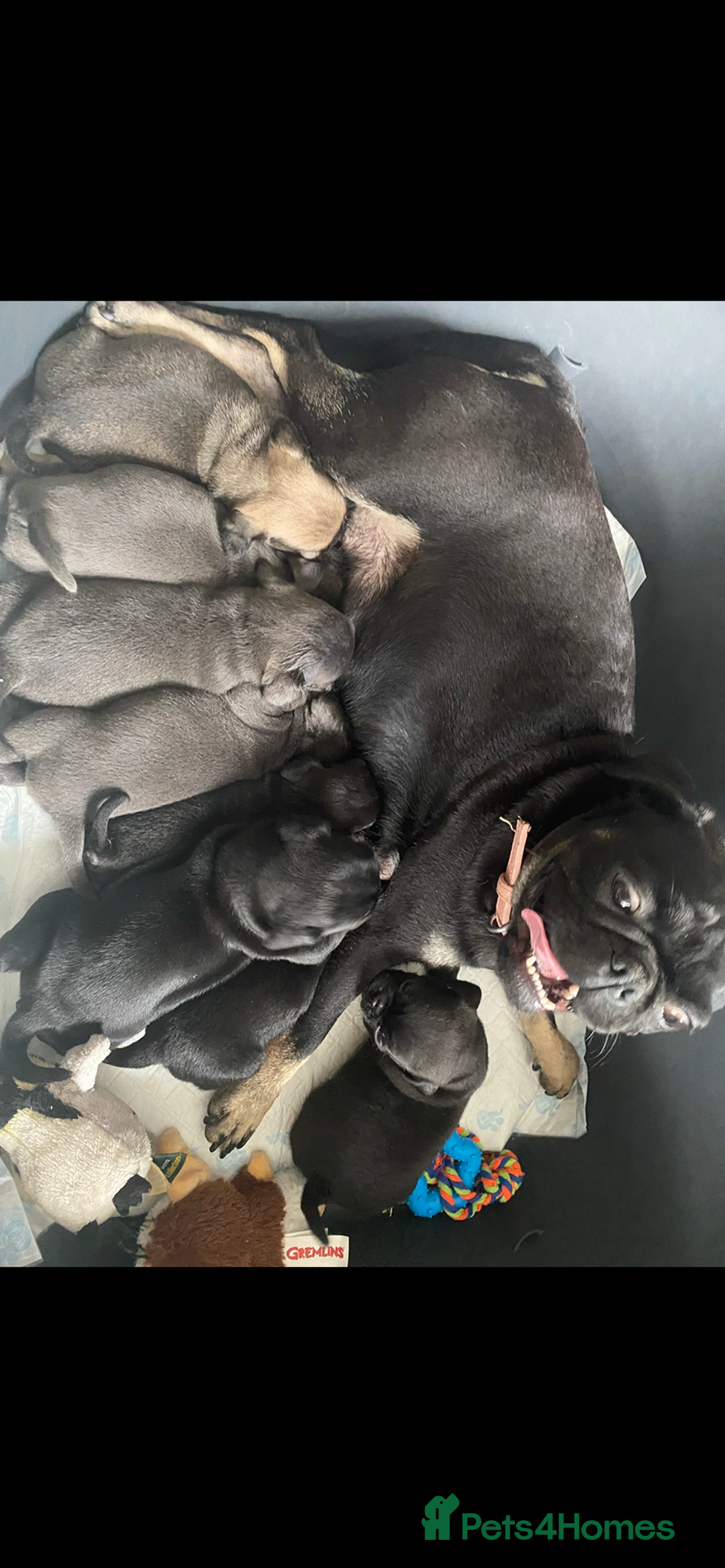 Pug dogs for sale: Pug puppies for sale  - Image 1