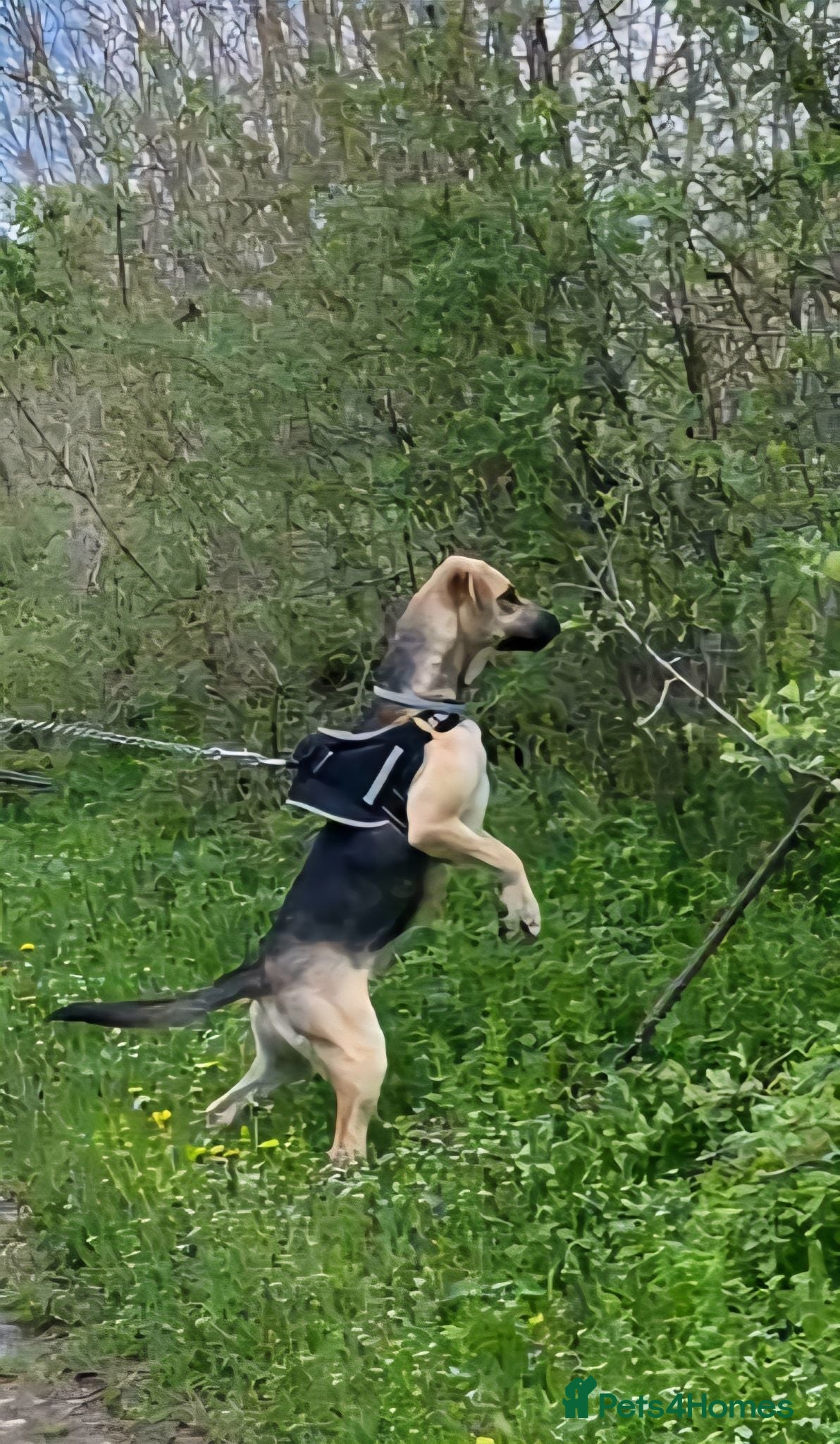 German Shepherd dogs Maya – Young German Shepherd x Labrador Cross - Advert 15
