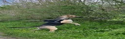 German Shepherd dogs for adoption: Maya – Young German Shepherd x Labrador Cross - Advert 6