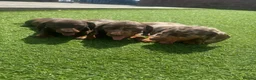 Dachshund dogs for sale: Beautiful miniature Dachshund puppies - Advert 4