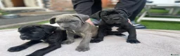 Cane Corso dogs for sale: Outstanding ICCF Cane Corso Pups, Family-Guardians - Advert 4